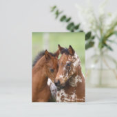 ボブラングリシュ | Appaloosa Foals会議（2件） ポストカード (スタンド正面)