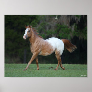 ボブラングリシュ Appaloosa Horseランニング ポスター