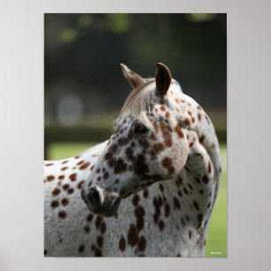 ボブラングリシュ Appaloosa Standing Headshot ポスター