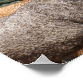 ボブラングリシュ | Bashkirカーリーホースのヘッドショット ポスター (角)