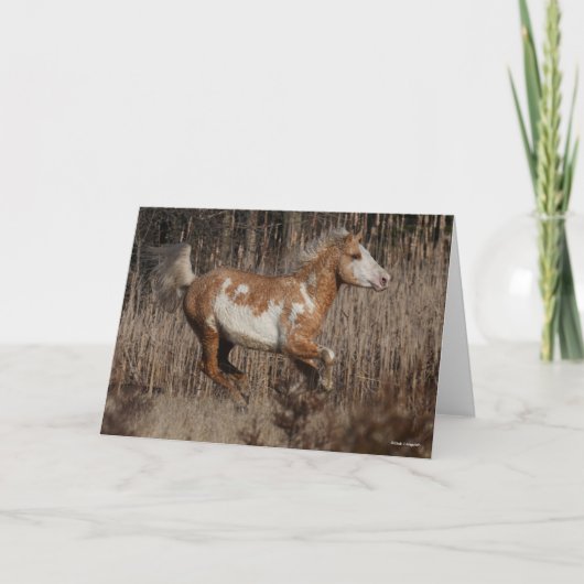 ボブラングリシュ | Bashkirカーリーランニングスタリオン カード (正面)