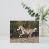 ボブラングリシュ | Bashkirカーリーランニングスタリオン ポストカード (スタンド正面)