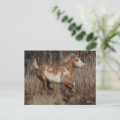 ボブラングリシュ | Bashkirカーリーランニングスタリオン ポストカード (スタンド正面)