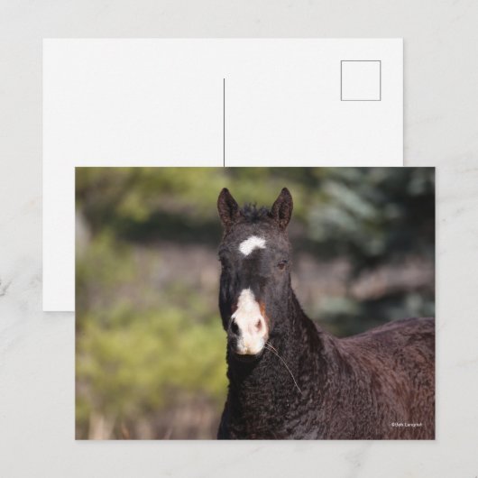 ボブラングリシュ | Bashkir Crile Mareヘッドショット ポストカード (正面/裏面)