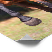 ボブラングリシュ Bay Akhal Teke Standing ポスター (角)