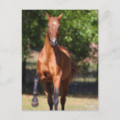 ボブラングリシュ Bay Akhal Teke Standing ポストカード (正面)