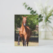 ボブラングリシュ Bay Akhal Teke Standing ポストカード (スタンド正面)