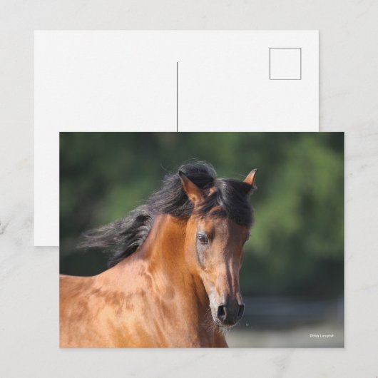 ボブラングリシュ | Bay Arabヘッドショット ポストカード (正面/裏面)