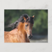 ボブラングリシュ | Bay Arabヘッドショット ポストカード (正面)