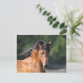 ボブラングリシュ | Bay Arabヘッドショット ポストカード (スタンド正面)