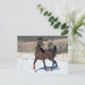 ボブラングリシュ | Bay Arab Horseランニングの雪 ポストカード (スタンド正面)