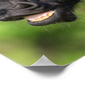 ボブラングリシュ | Black Friesian Flehmen Headshot ポスター (角)