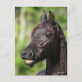 ボブラングリシュ | Black Friesian Flehmen Headshot ポストカード (正面)