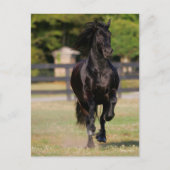 ボブラングリシュ | Black Friesian Horse ランニング's ポストカード (正面)