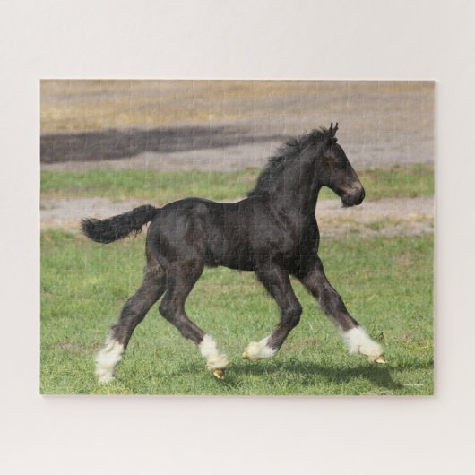 ボブラングリシュ | Black Gypsy Vanner Foal ランニング's ジグソーパズル (横)