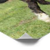 ボブラングリシュ | Black Gypsy Vanner Foal ランニング's ポスター (角)