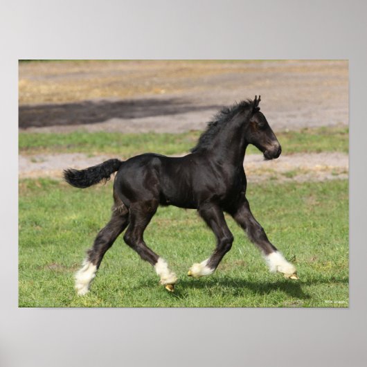 ボブラングリシュ | Black Gypsy Vanner Foal ランニング's ポスター (正面)