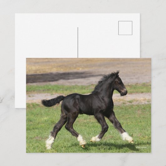 ボブラングリシュ | Black Gypsy Vanner Foal ランニング's ポストカード (正面/裏面)