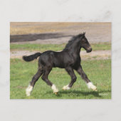 ボブラングリシュ | Black Gypsy Vanner Foal ランニング's ポストカード (正面)