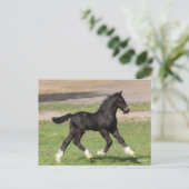 ボブラングリシュ | Black Gypsy Vanner Foal ランニング's ポストカード (スタンド正面)