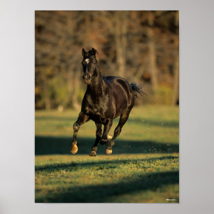 ボブラングリシュ Black Thoroughbred ランニング System's ポスター