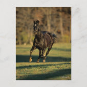 ボブラングリシュ | Black Thoroughbred ランニング System's ポストカード (正面)