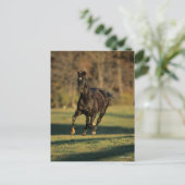 ボブラングリシュ | Black Thoroughbred ランニング System's ポストカード (スタンド正面)