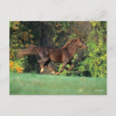 ボブラングリシュ | Brown Rocky Mountain Horse ランニング's ポストカード (正面)