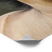 ボブラングリシュ | Buckskin Welshポニーヘッドショット ポスター (角)