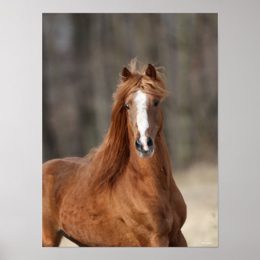 ボブラングリシュ | Chestnut Hackneyヘッドショット ポスター (正面)