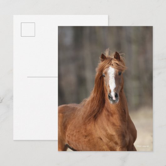 ボブラングリシュ | Chestnut Hackneyヘッドショット ポストカード (正面/裏面)