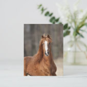 ボブラングリシュ | Chestnut Hackneyヘッドショット ポストカード (スタンド正面)