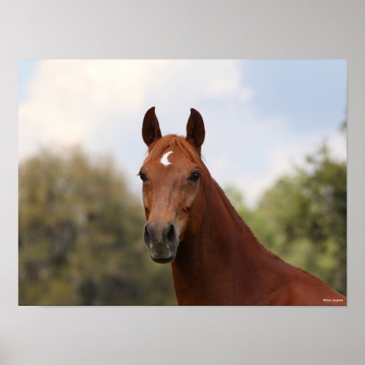 ボブラングリシュ | Chestnut Oldenburgヘッドショット ポスター (正面)