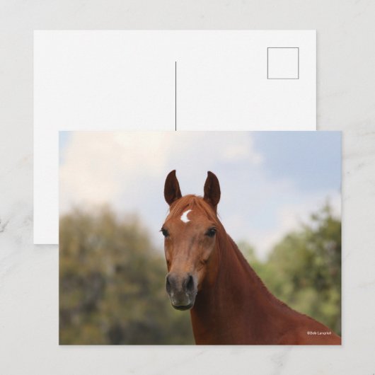 ボブラングリシュ | Chestnut Oldenburgヘッドショット ポストカード (正面/裏面)