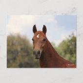 ボブラングリシュ | Chestnut Oldenburgヘッドショット ポストカード (正面)