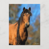 ボブラングリシュ | Choctaw Ponyヘッドショット ポストカード (正面)