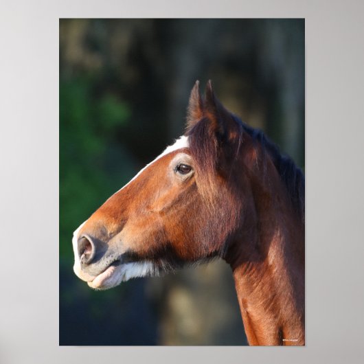 ボブラングリシュ | Clydesdaleヘッドショット ポスター (正面)