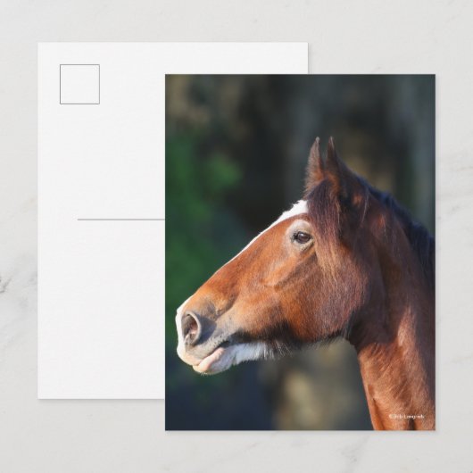 ボブラングリシュ | Clydesdaleヘッドショット ポストカード (正面/裏面)