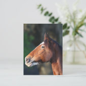 ボブラングリシュ | Clydesdaleヘッドショット ポストカード (スタンド正面)