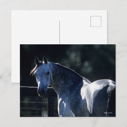 ボブラングリシュ | Dapple Grayアラブヘッドショットバックライト ポストカード (正面/裏面)