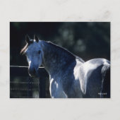 ボブラングリシュ | Dapple Grayアラブヘッドショットバックライト ポストカード (正面)