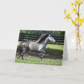 ボブラングリシュ | Dapple Gray Lusitano Stallion カード (黄色い花)