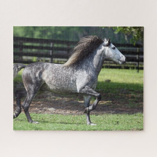 ボブラングリシュ | Dapple Gray Lusitano Stallion ジグソーパズル (横)