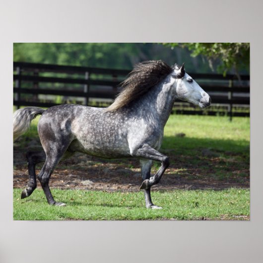 ボブラングリシュ | Dapple Gray Lusitano Stallion ポスター (正面)