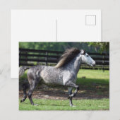 ボブラングリシュ | Dapple Gray Lusitano Stallion ポストカード (正面/裏面)