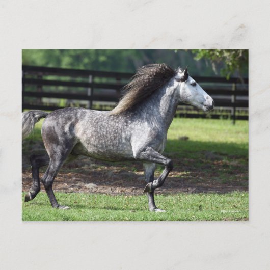 ボブラングリシュ | Dapple Gray Lusitano Stallion ポストカード (正面)