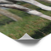 ボブラングリシュ | Dapple Gray Quarter Horse Standing ポスター (角)