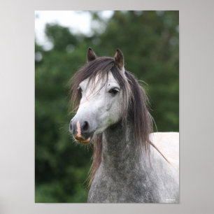 ボブラングリシュ Dapple Gray Welsh Ponyヘッドショット ポスター