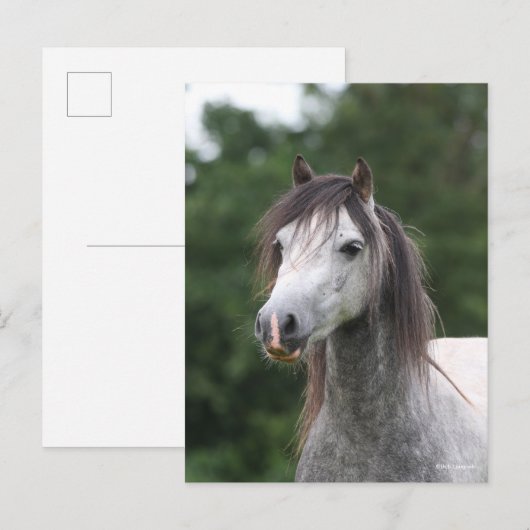 ボブラングリシュ | Dapple Gray Welsh Ponyヘッドショット ポストカード (正面/裏面)