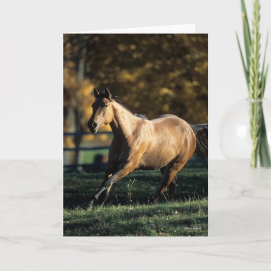 ボブラングリシュ | Dun Quarter Horse ランニング カード (正面)